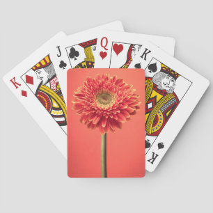 Red Barberton Gerbera Daisy Flower Pokerkaarten