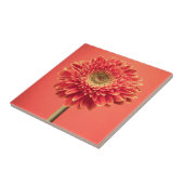 Red Barberton Gerbera Daisy Flower Tegeltje (Zijkant)