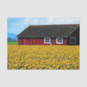 Red Barn Snuggled in het veld Gele Daffodils Tissuepapier (Voorkant)