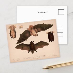 Red Bat, Little Brown Bat   Louis Prang & Co. Briefkaart