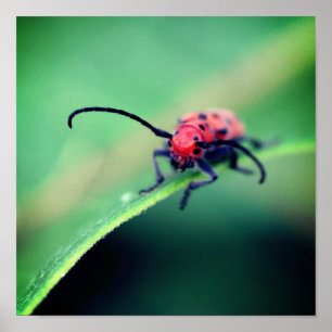 Red Beetle Insect Close Poster