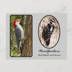 Red Bellied en Downy Woodpecker Briefkaart
