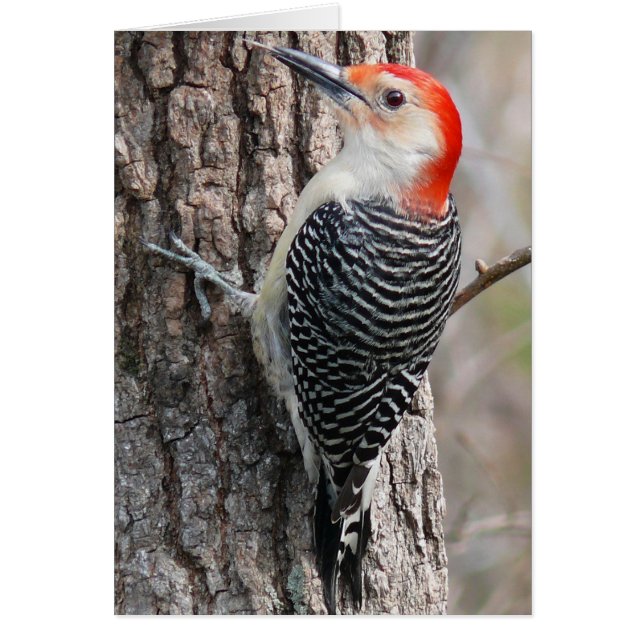 Red-Bellied Woodpecker (Voorkant)