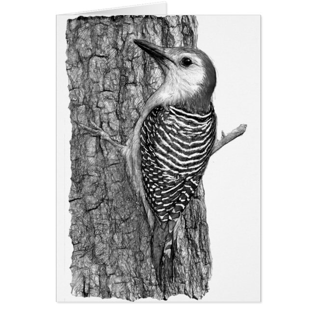 Red-bellied Woodpecker (Voorkant)