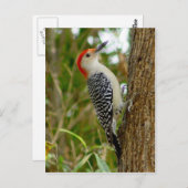 Red Bellied Woodpecker Bird Briefkaart (Voorkant / Achterkant)