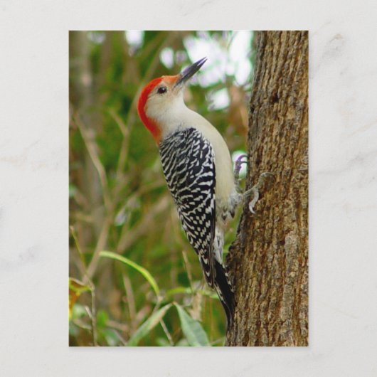 Red Bellied Woodpecker Bird Briefkaart (Voorkant)