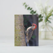 Red-bellied Woodpecker Briefkaart (Staand voorkant)