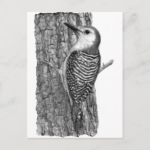 Red-bellied Woodpecker Briefkaart