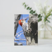 Red-bellied Woodpecker Briefkaart (Staand voorkant)