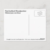 Red-bellied Woodpecker Briefkaart (Achterkant)