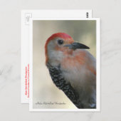 Red-bellied Woodpecker Briefkaart (Voorkant / Achterkant)