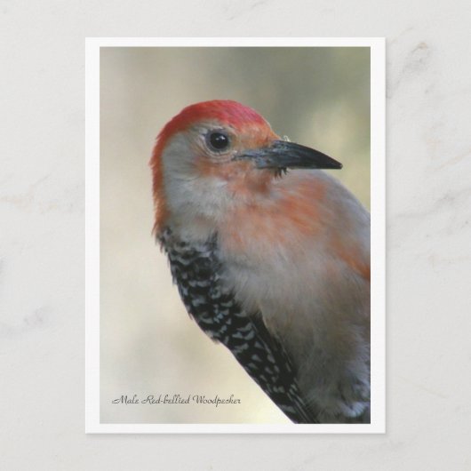Red-bellied Woodpecker Briefkaart (Voorkant)