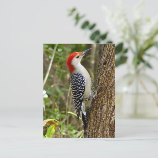 Red Bellied Woodpecker Briefkaart (Staand voorkant)