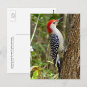 Red Bellied Woodpecker Briefkaart (Voorkant / Achterkant)