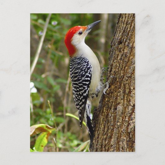 Red Bellied Woodpecker Briefkaart (Voorkant)