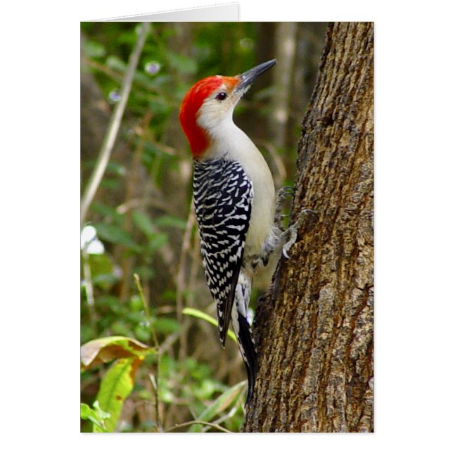 Red Bellied Woodpecker Card 3 (Voorkant)