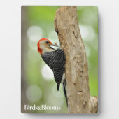 Red-Bellied Woodpecker Fotoplaat (voorkant)