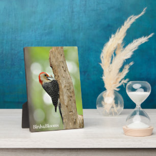 Red-Bellied Woodpecker Fotoplaat