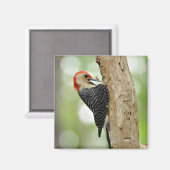 Red-Bellied Woodpecker Magneet (Voorkant / Achterkant)