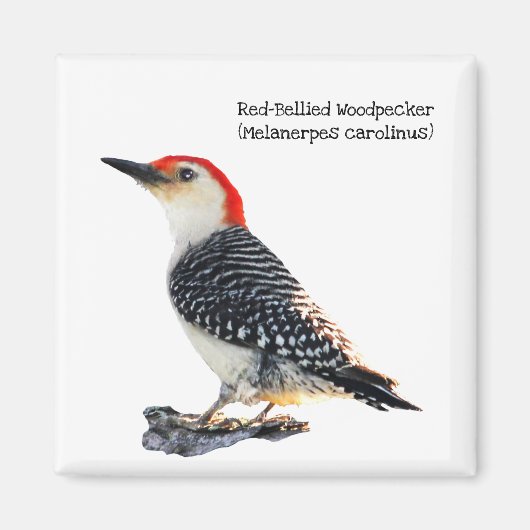 Red-Bellied Woodpecker Magneet (Voorkant)