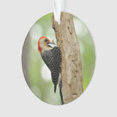 Red-Bellied Woodpecker Ornament (voorkant)