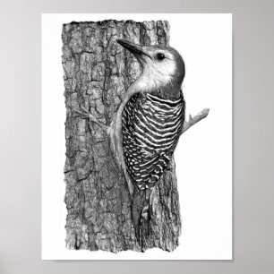 Red-bellied Woodpecker Poster