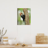 Red-Bellied Woodpecker Poster (Keuken)