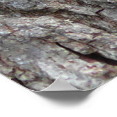 Red-Bellied Woodpecker Poster (Hoek)