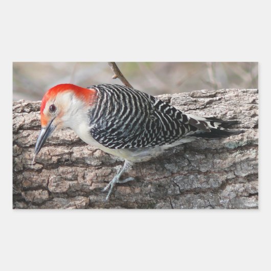 Red-Bellied Woodpecker Rechthoekige Sticker (Voorkant)