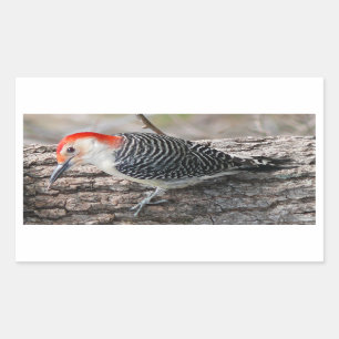 Red-Bellied Woodpecker Rechthoekige Sticker