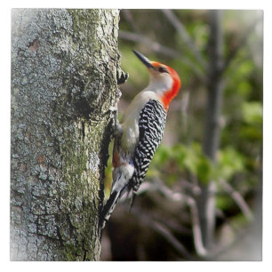 Red Bellied Woodpecker Tegeltje