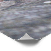 Red Bellied Woodpecker Value Poster Paper (Steen) (Hoek)