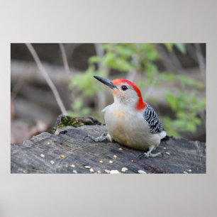 Red Bellied Woodpecker Value Poster Paper (Steen)