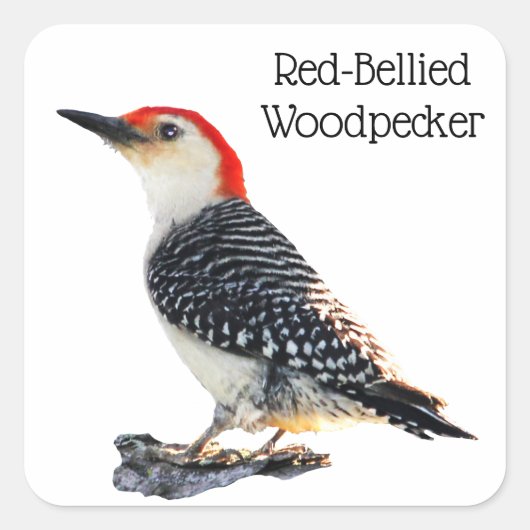 Red Bellied Woodpecker Vierkante Sticker (Voorkant)