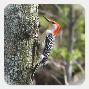 Red Bellied Woodpecker Vierkante Sticker