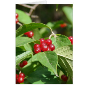 Red Berries Joyeux Noël
