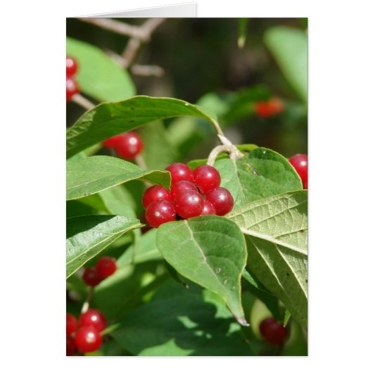 Red Berries kerst (Voorkant)