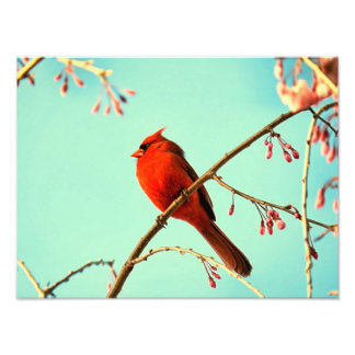 Red Bird & Cherry Blooms Foto Afdruk