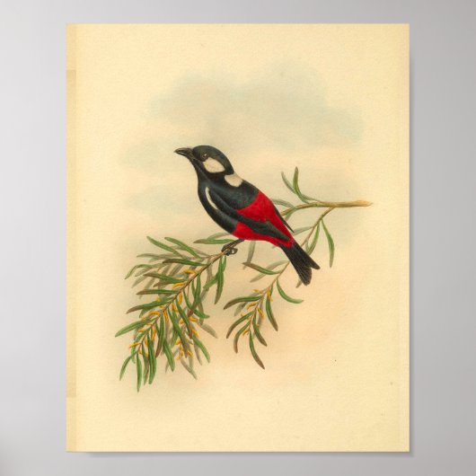 Red Black Flycatcher Bird Print (Voorkant)