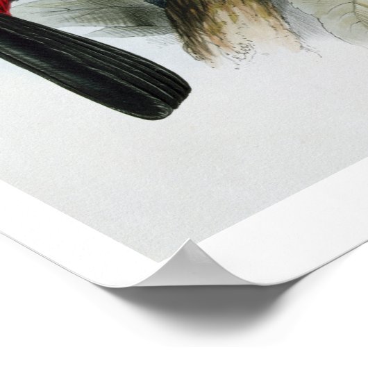 Red-Bled Toucan, van 'A Monograph of the Rampha' Poster (Hoek)