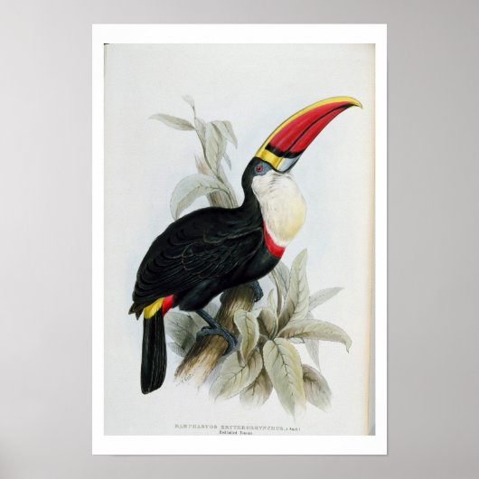 Red-Bled Toucan, van 'A Monograph of the Rampha' Poster (Voorkant)