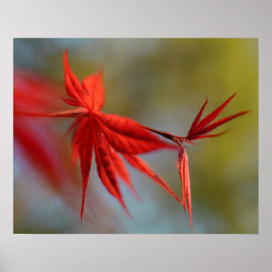 "Red Bloom", maanblad Poster