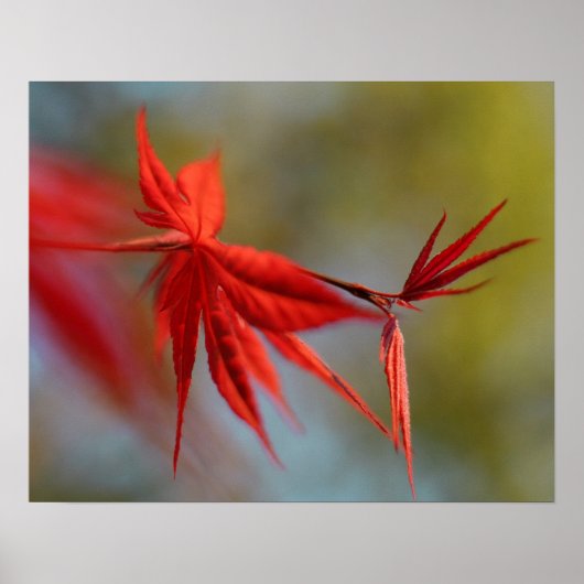 "Red Bloom", maanblad Poster (Voorkant)