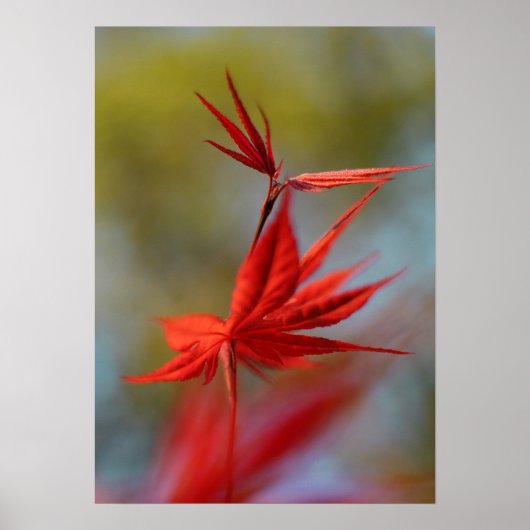 "Red Bloom", Maple Leaf Poster (Voorkant)