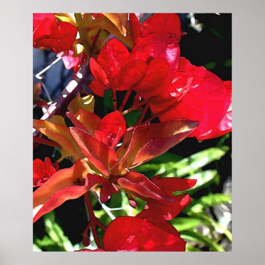 Red Bouganvilla Poster (Voorkant)