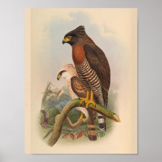 Red Breasted Hawk Bird  Art Print (Voorkant)