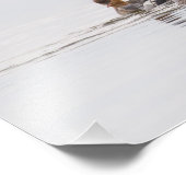 Red Breasted Merganser Foto afdrukken Afdruk (Hoek)