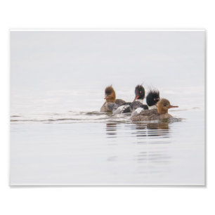 Red Breasted Merganser Foto afdrukken Afdruk