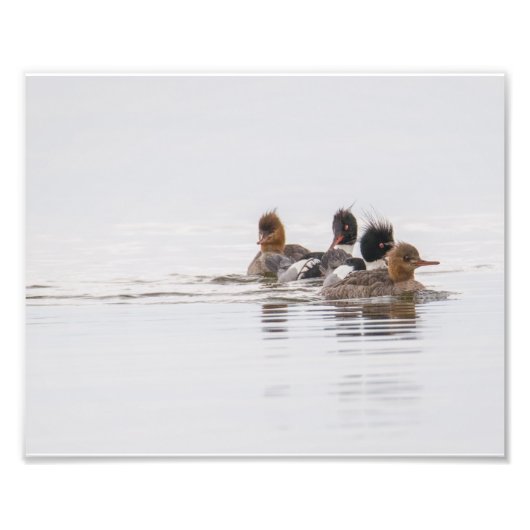 Red Breasted Merganser Foto afdrukken Afdruk (Voorkant)