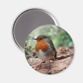 Red-breasted Robin op een Limb Magneet (Voorkant / Achterkant)